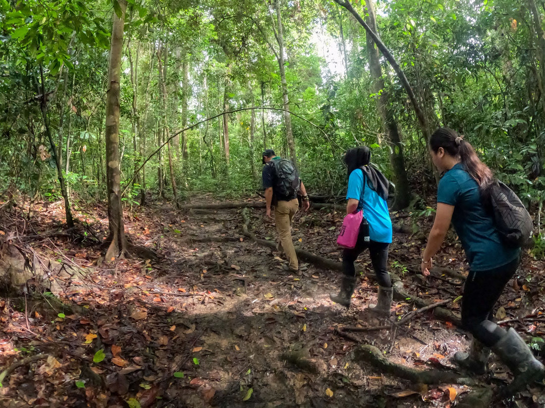2D1N Tabin Wildlife Reserve with Rainforest Trekking & Lipad Mud Volcano