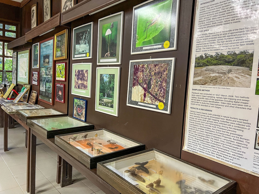 2D1N Tabin Wildlife Reserve with Rainforest Trekking & Lipad Mud Volcano