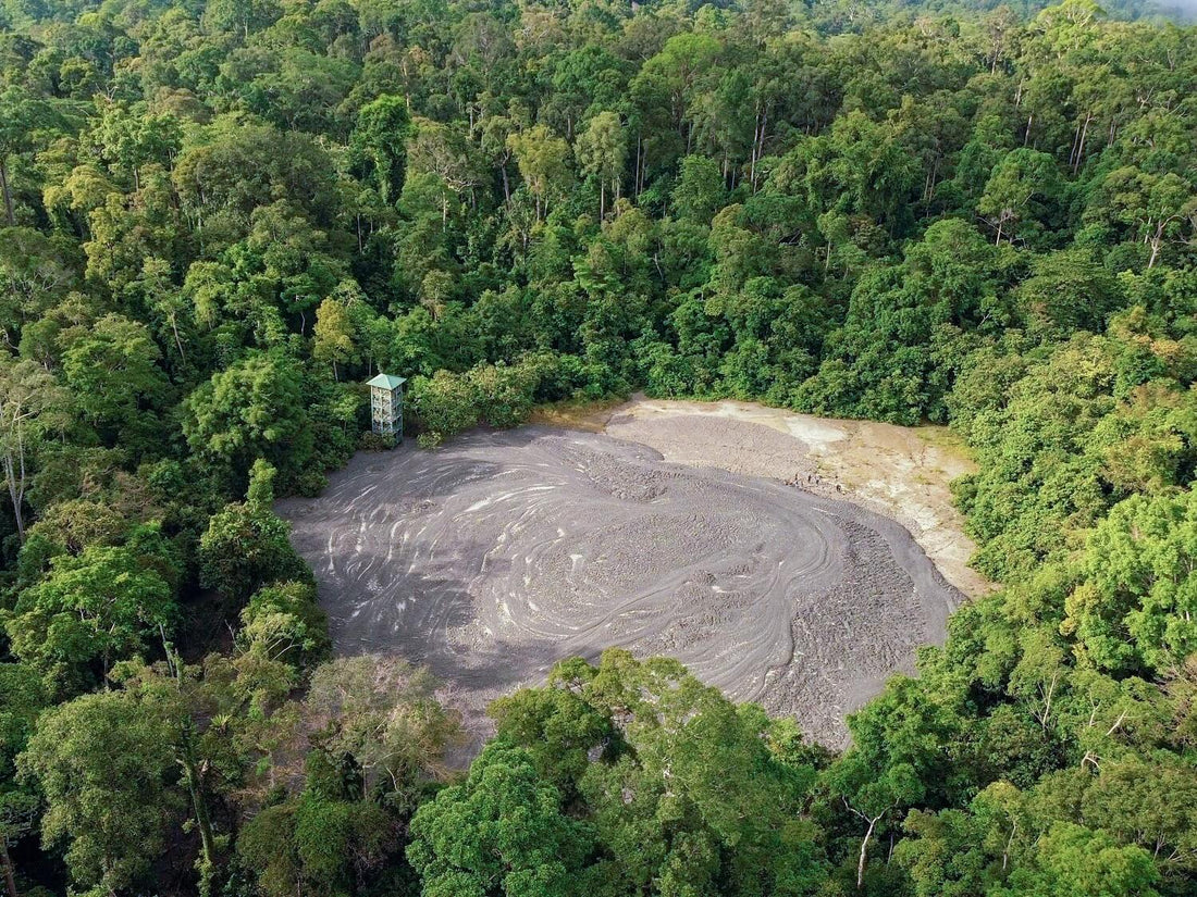 2D1N Tabin Wildlife Reserve with Rainforest Trekking & Lipad Mud Volcano