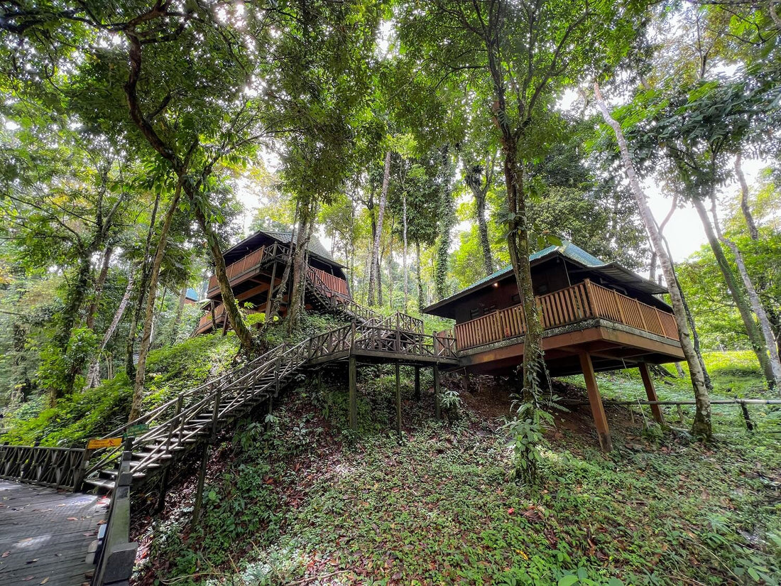 3D2N Tabin Wildlife Reserve with Jungle Walk, Mud Volcano & Lipad Waterfall