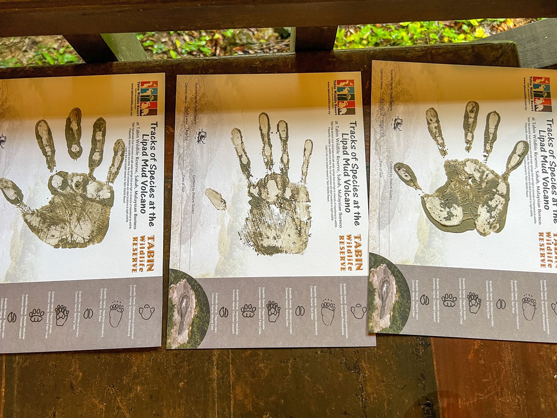 3D2N Tabin Wildlife Reserve with Jungle Walk, Mud Volcano & Lipad Waterfall