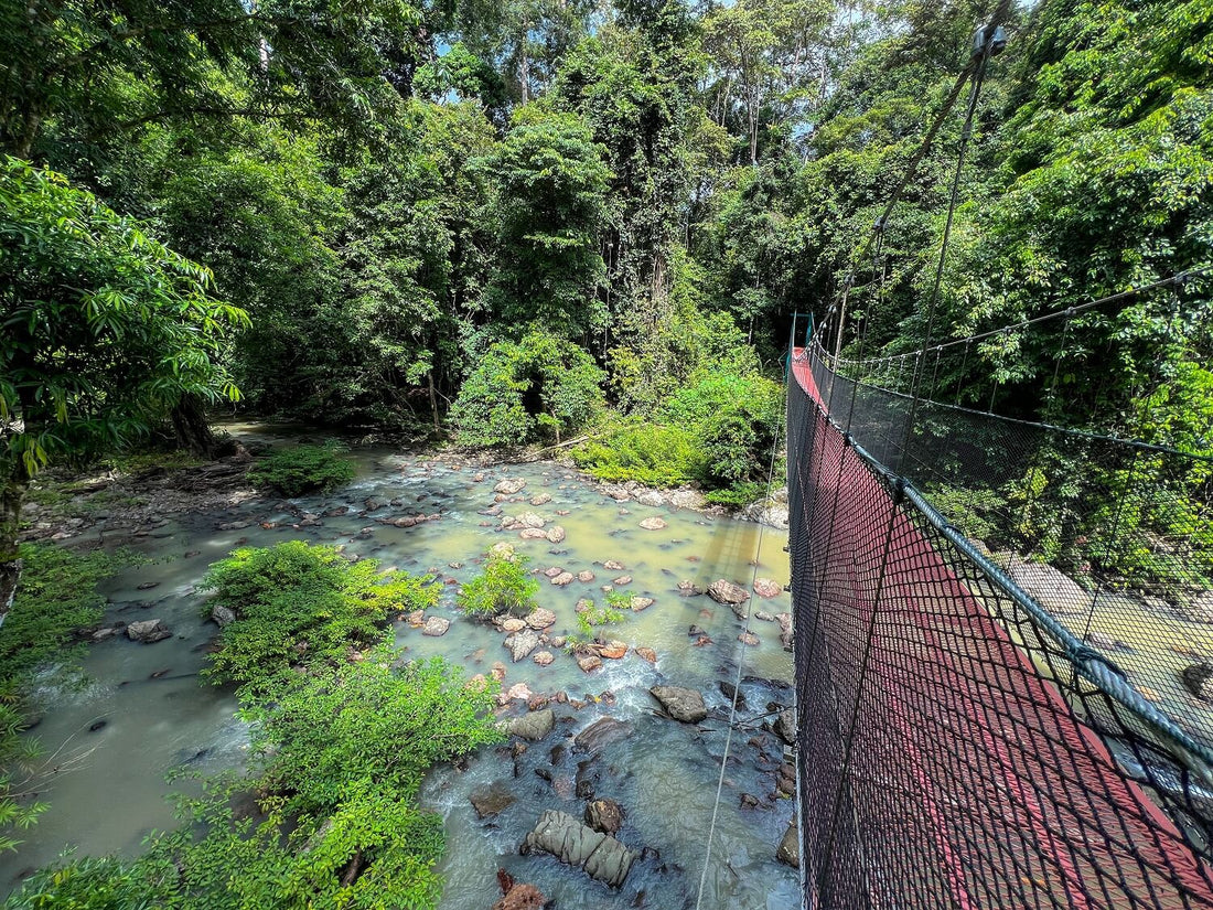 3D2N Tabin Wildlife Reserve with Jungle Walk, Mud Volcano & Lipad Waterfall