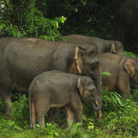 4D3N Tabin Wildlife Reserve with Lipad Mud Volcano, Dusk Safari & Night Walk