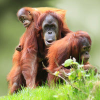 4D3N Tabin Wildlife Reserve with Lipad Mud Volcano, Dusk Safari & Night Walk