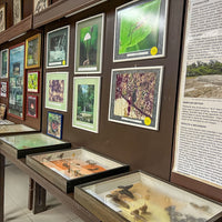 4D3N Tabin Wildlife Reserve with Lipad Mud Volcano, Dusk Safari & Night Walk