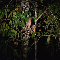 4D3N Tabin Wildlife Reserve with Lipad Mud Volcano, Dusk Safari & Night Walk