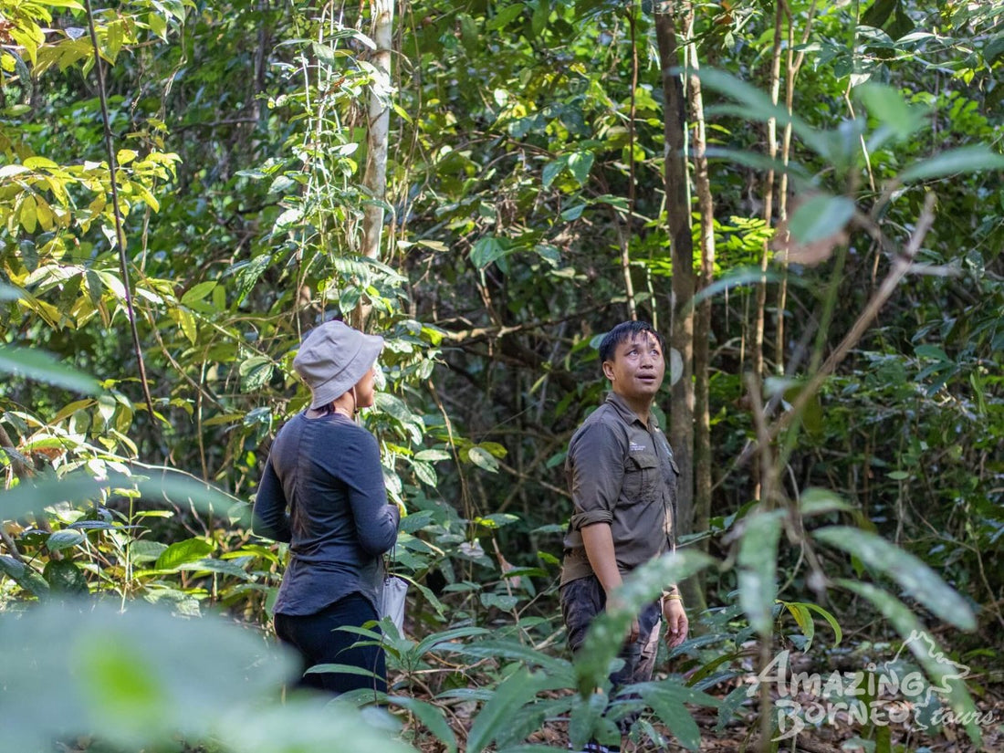 3D2N Sungai Kapur Wildlife Experience at Utan Rainforest Lodge