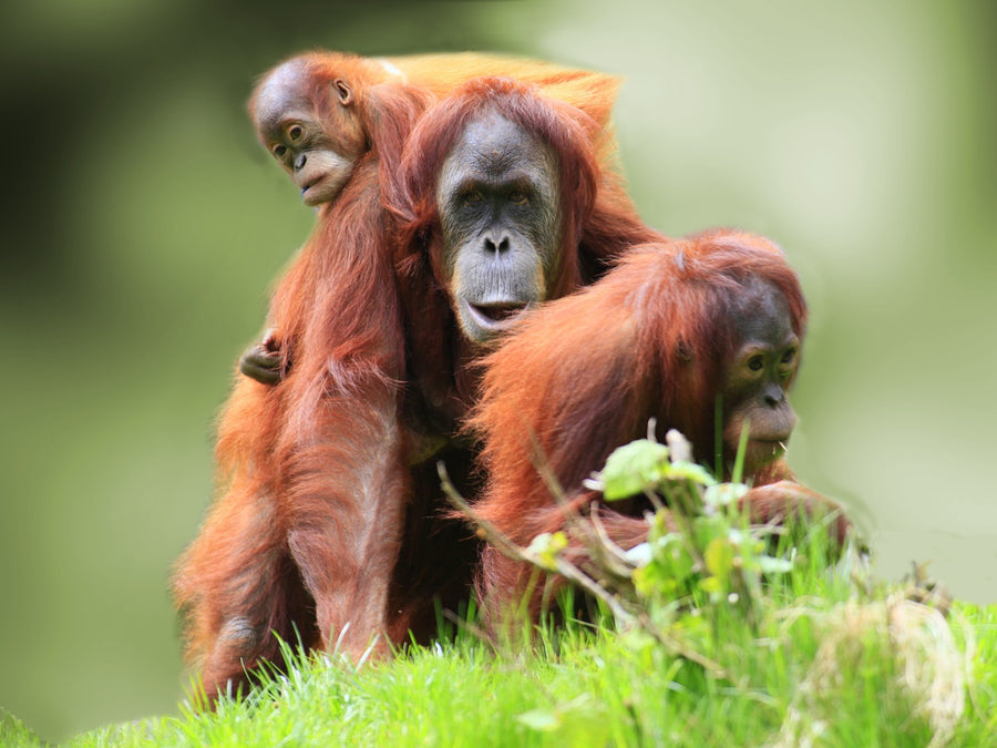 2D1N Tabin Wildlife Encounter