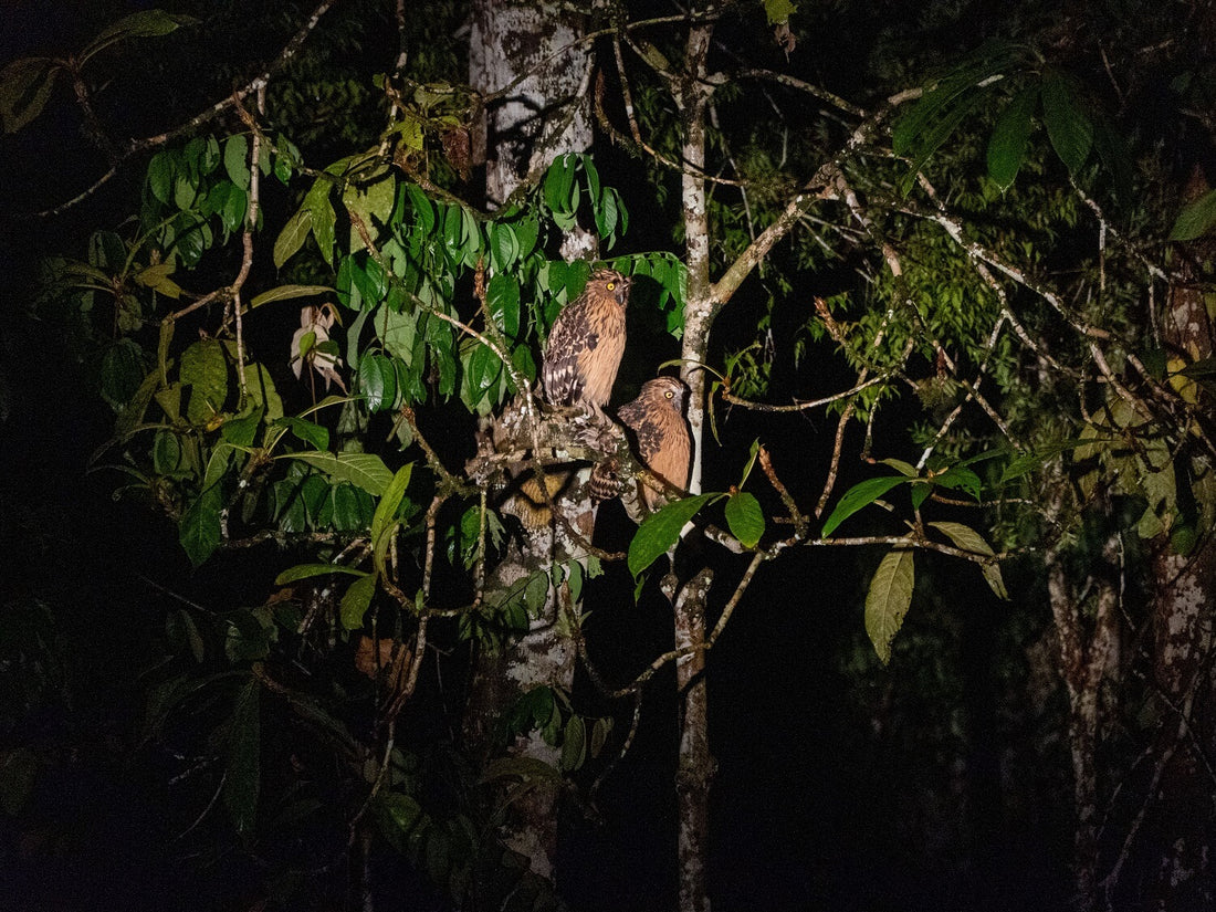 2D1N Tabin Wildlife Encounter