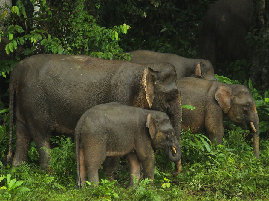 4D3N Tabin Wildlife Safari