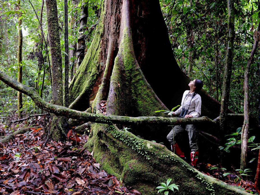 9D8N Danum Valley Triple Gem with Tabin Wildlife Resort, Danum Valley Field Centre & Borneo Rainforest Lodge