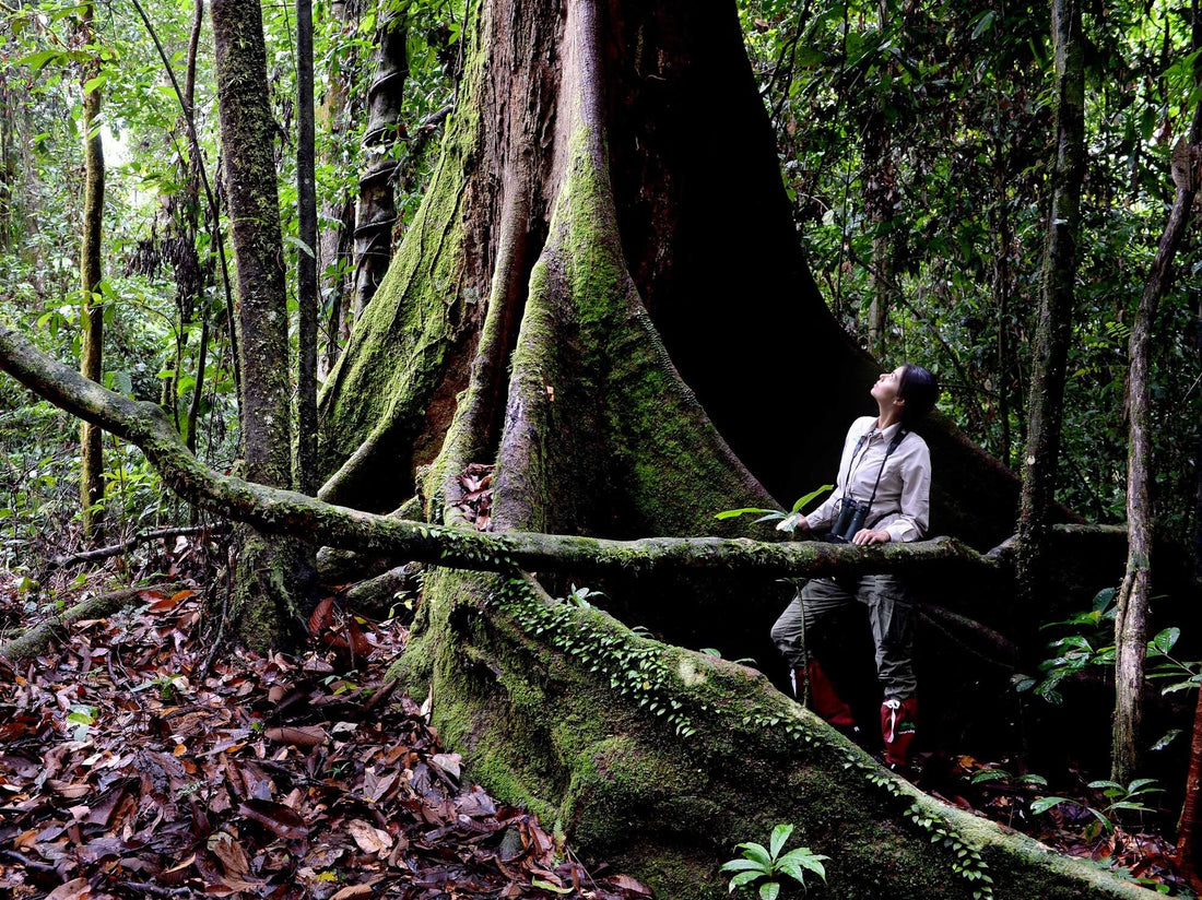 7D6N Danum Valley Triple Gem with Tabin Wildlife Resort, Danum Valley Field Centre & Borneo Rainforest Lodge