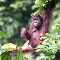 9D8N Danum Valley Triple Gem with Tabin Wildlife Resort, Danum Valley Field Centre & Borneo Rainforest Lodge