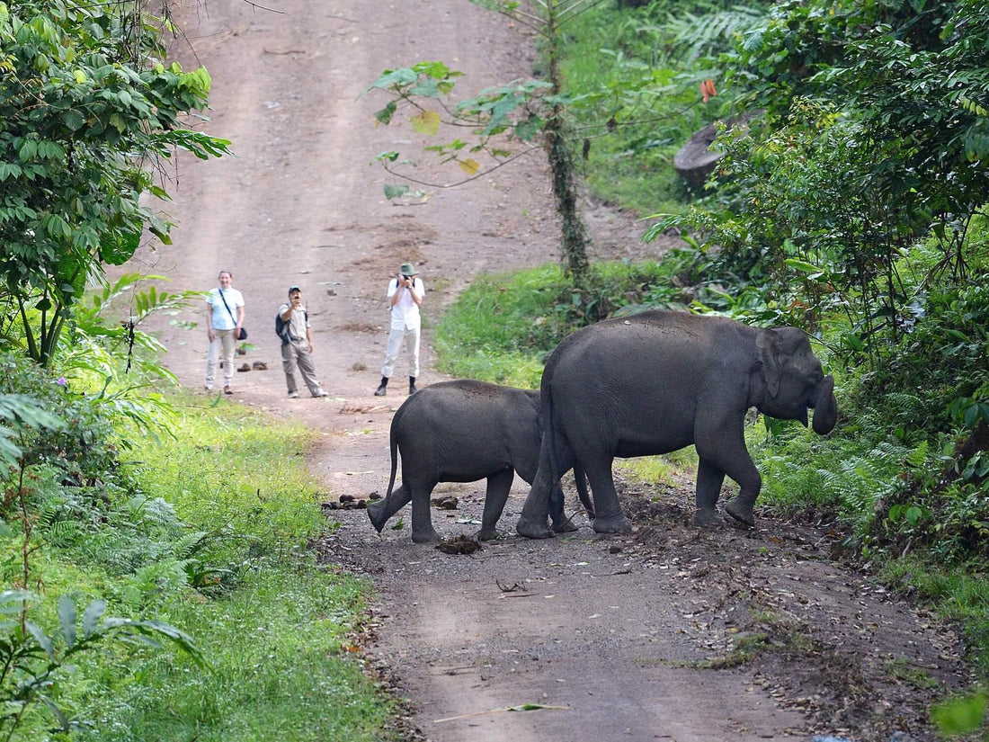 8D7N Danum Valley Triple Gem with Tabin Wildlife Resort, Danum Valley Field Centre & Borneo Rainforest Lodge