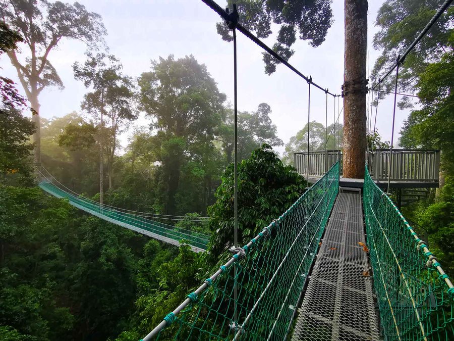 9D8N Danum Valley Triple Gem with Tabin Wildlife Resort, Danum Valley Field Centre & Borneo Rainforest Lodge