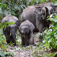 7D6N Danum Valley Triple Gem with Tabin Wildlife Resort, Danum Valley Field Centre & Borneo Rainforest Lodge