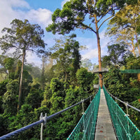 8D7N Danum Valley Triple Gem with Tabin Wildlife Resort, Danum Valley Field Centre & Borneo Rainforest Lodge