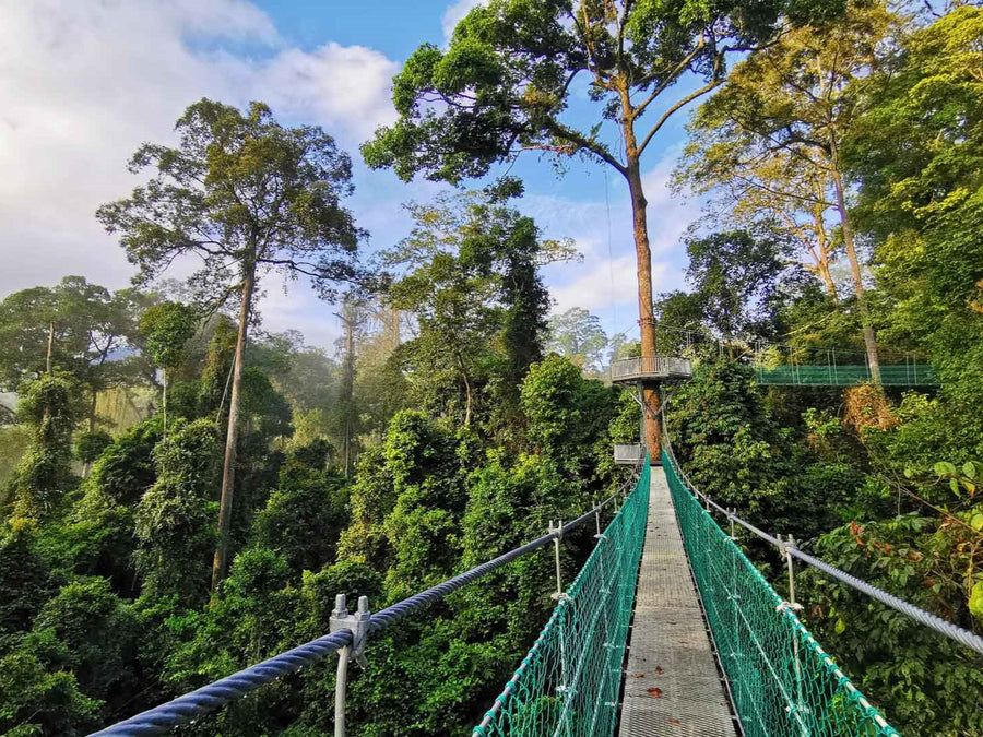 8D7N Danum Valley Triple Gem with Tabin Wildlife Resort, Danum Valley Field Centre & Borneo Rainforest Lodge