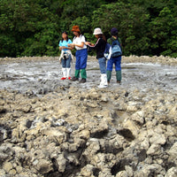 6D5N in Jungle and Coral Paradise: Tabin Wildlife Resort, Lipad Mud Volcano Trekking, Tabin Rock Pool, and Sipadan Kapalai Island Dive Resort (Non-Divers)